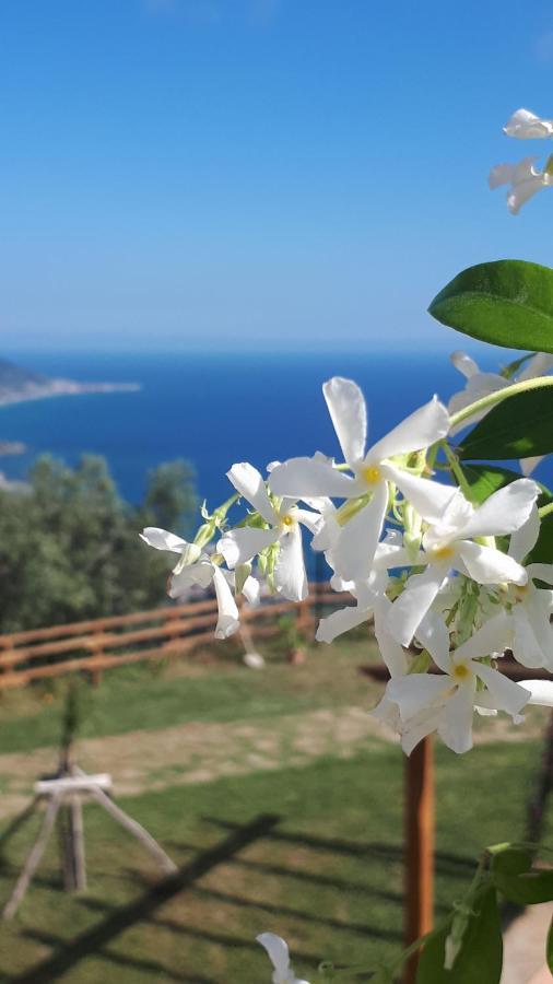 Tenuta Belvedere Cilento モンテコーリチェ エクステリア 写真